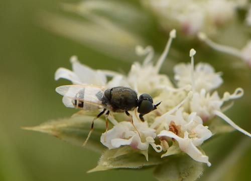 Réf. 286 737 : Nemotelus sp.